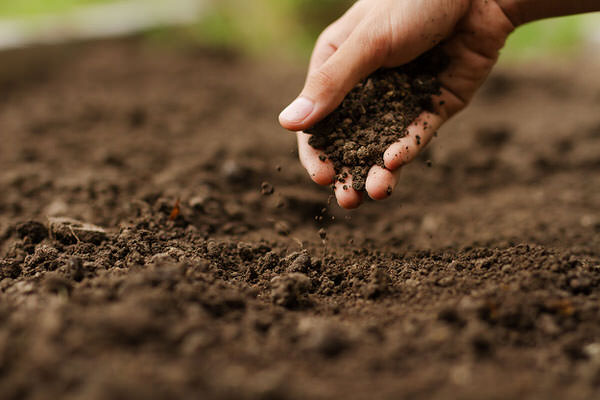 庭土の入れ替えは自分でできる 自力でやる 業者に頼むを徹底検証