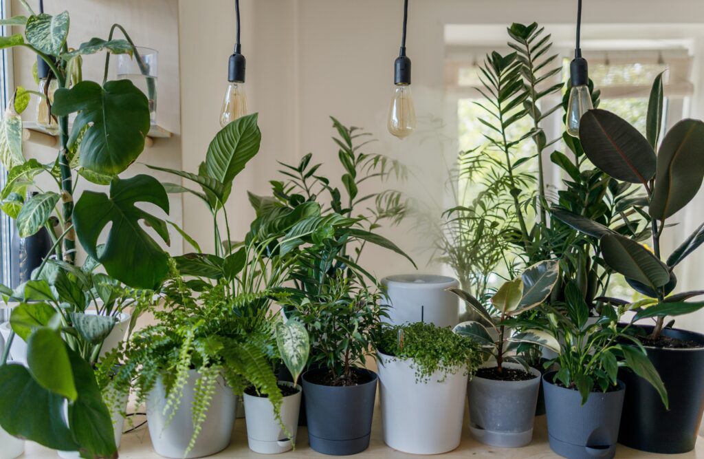  5つの緑の宝物！庭に植えるべき薬用植物